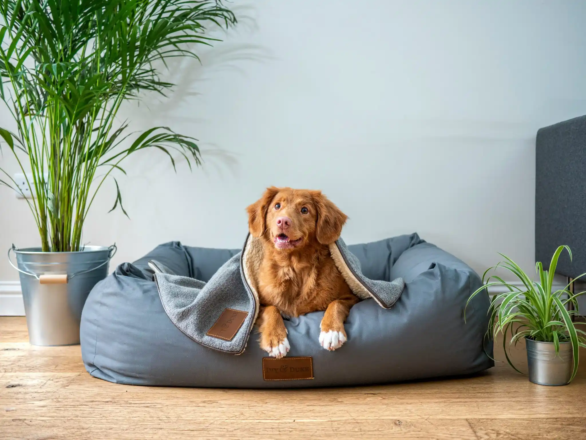 Dog on a blanket in bed