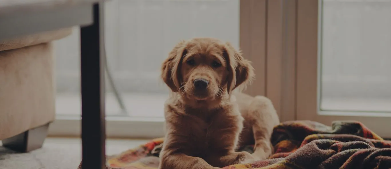 Puppy on a blanket on the floor of a home