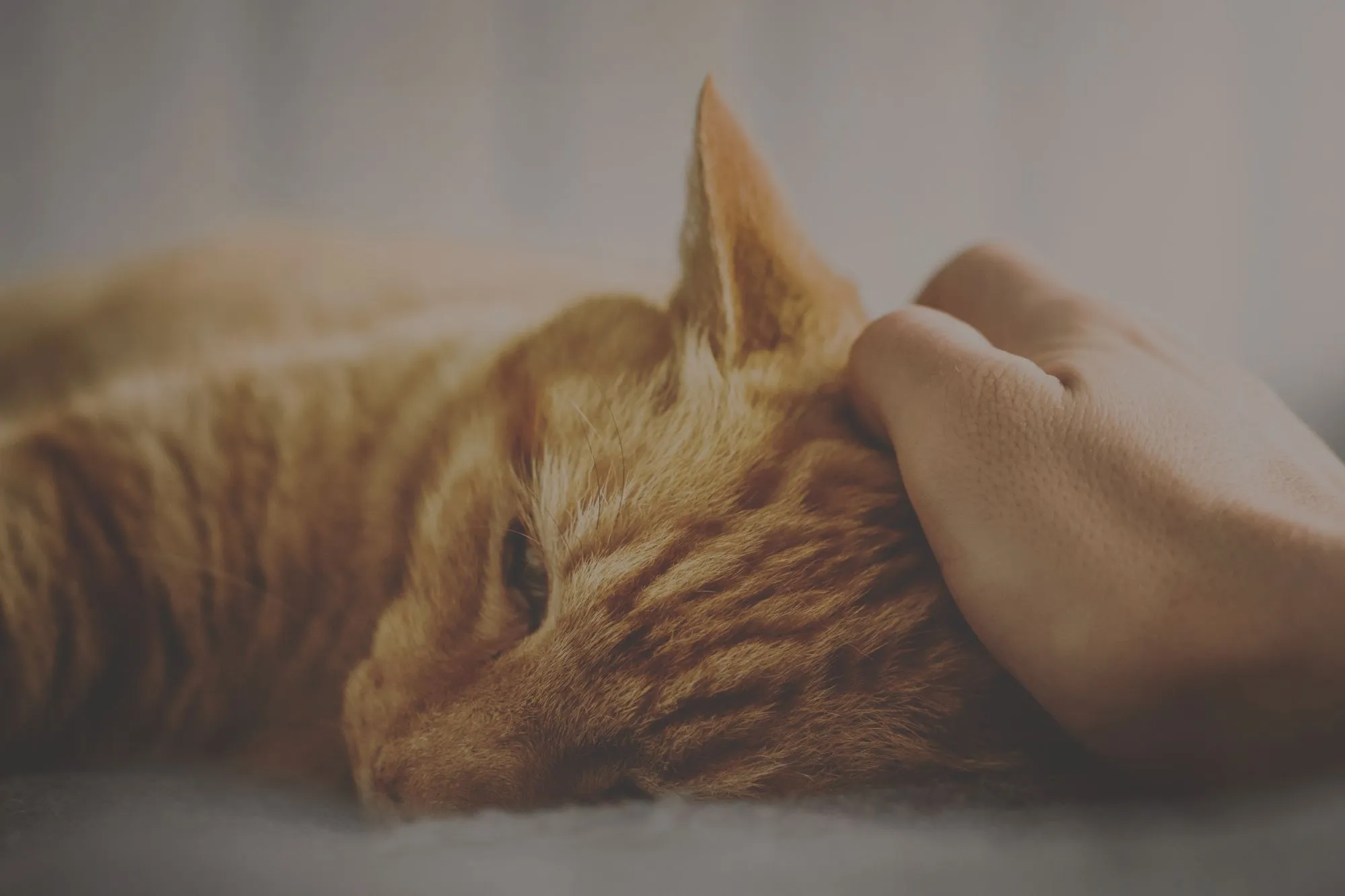 Hand scratching ginger cat head