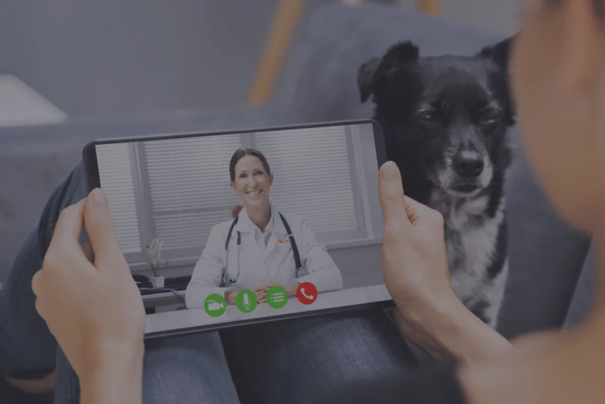 Telepet video call